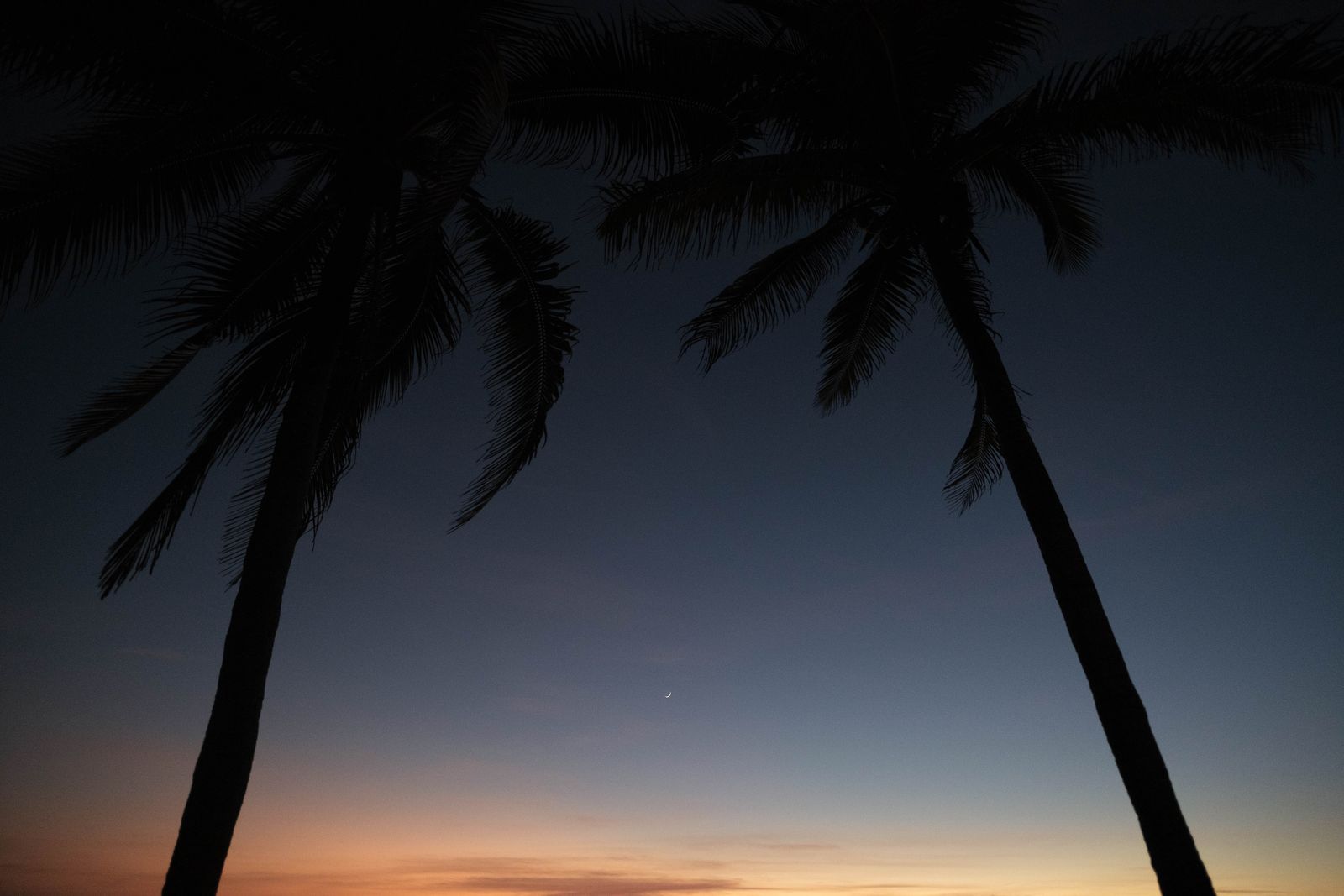 Silhouette of palm trees against a vibrant dusk sky with a crescent moon